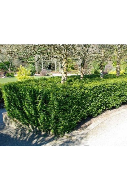 Жимолость блискуча